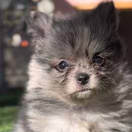 Sylvester - Pomeranian puppy in Hollywood, California from Hollywood Mini Pets