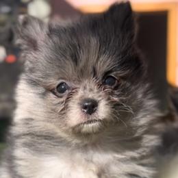 Sylvester - Pomeranian puppy in Hollywood, California from Hollywood Mini Pets