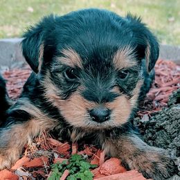 Poodles and Yorkshire Terriers from Bella Gail Kennels