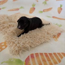 Puma - Seal female Whippet puppy in Fort Myers, Florida from Rainbow Whippets