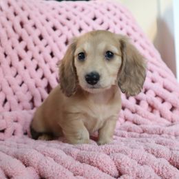 Shaded cream female 1 - Cream female Dachshund puppy in Mc Donough, Georgia from Hot Diggity Doxies