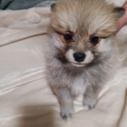 Pomeranian and Siberian Husky Puppies from Duran's huskies and pomeranians