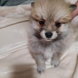 Pomeranian and Siberian Husky Puppies from Duran's huskies and pomeranians