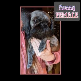 Sassy - Shih Tzu