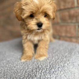 Maltese, Maltipoo, and Poodle Puppies from Healing Pawz LLC