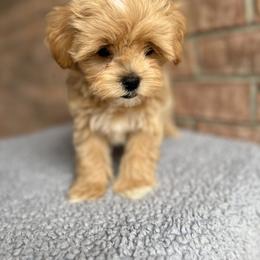 Maltese, Maltipoo, and Poodle Puppies from Healing Pawz LLC