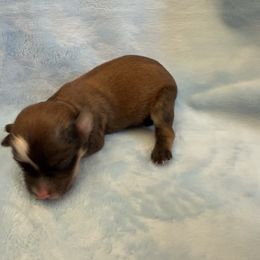 Joshua - Gold sable male Havana Silk Dog puppy in Marlboro, Vermont from Maplewood Silks