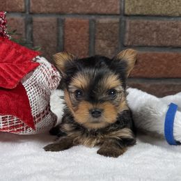 Yorkshire Terrier puppies from John's Yorkshire Terriers