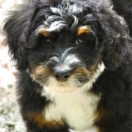 Orange collar boy - Tri-color male Bernedoodle puppy in Waukesha, Wisconsin from Bernedoodle Boutique (and Cavapoos)