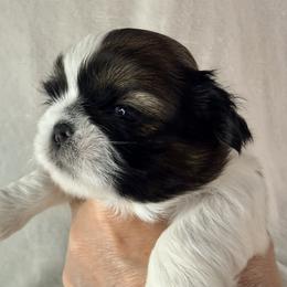 Marilyn Monroe - Gold and white female Shih Tzu puppy in Winston Salem, North Carolina from Little Miracles Shih Tzu