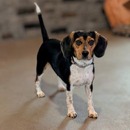 Beagle Puppies from Jennifer Knapp's Beagles