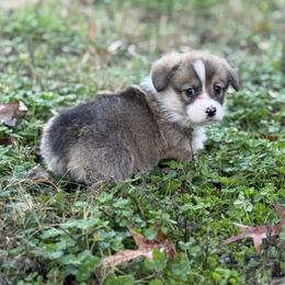 Black collar 1,200 - Red female Pembroke Welsh Corgi puppy in Nashville, Arkansas from Whisenhunt Farms
