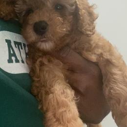 Poodle Puppies from Alstartoypoodle