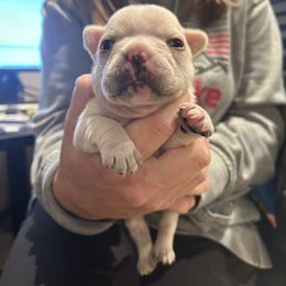 Cream 2 - Cream female French Bulldog puppy in Colbert, Washington from Casey Sparber's French Bulldogs