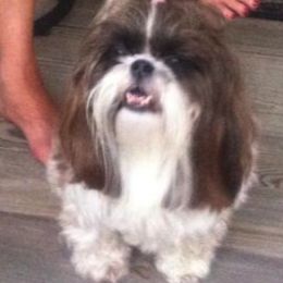 Shih Tzus from Chris-Jens Kennels
