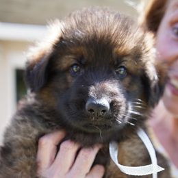 German Shepherd Puppies from Dacherri Dogs