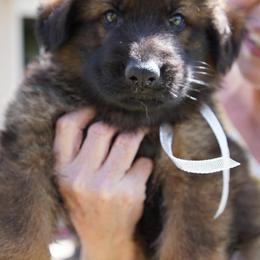 German Shepherd Puppies from Dacherri Dogs