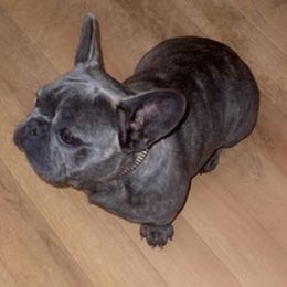 French Bulldog Puppies from Xclusive Designer Frenchies