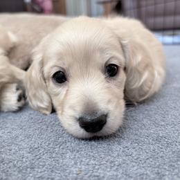 Dallas-AKC - Cream male Dachshund puppy in Caulfield, Missouri from Hocomo Hollow Doxies