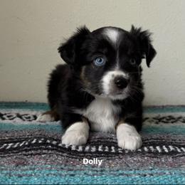 Miniature Australian Shepherd Puppies from Enchanted Oaks mini/toy Aussies