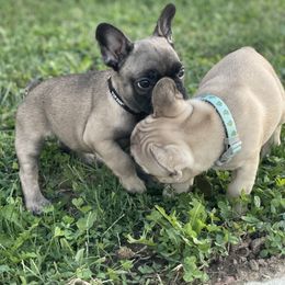 French Bulldog Puppies from Small Town Frenchies