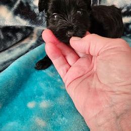 Precious - Black and gold female Yorkshire Terrier puppy in Dayton, Ohio from Precious Yorkie Babies