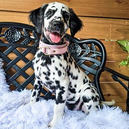 Lava Lamp - White and black female Dalmatian puppy in Gray, Georgia from Fuller Spots