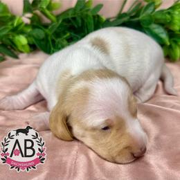 Cinnamon - Piebald female Dachshund puppy in Mesquite, Texas from AB Dachshund
