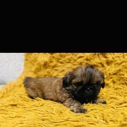 Boy 1 - Red male Shih Tzu puppy in Bastrop, Louisiana from Happy Scout's Shih Tzu's