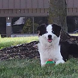 Skye - Australian Shepherd