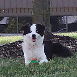 Skye - Australian Shepherd