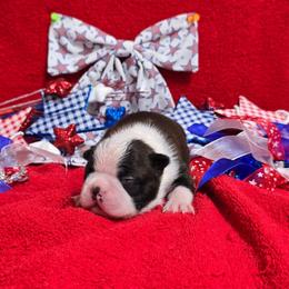 Classic Tuxedo Boy - Black and white male Boston Terrier puppy in San Antonio, Texas from JT Bostons