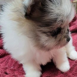 Ariel - Blue merle female Pomeranian puppy in Spring, Texas from Shaw's Sparkle Pom's