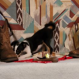 Peanut - Black white and tan male Shetland Sheepdog puppy in Altha, Florida from Hill Top Shelties