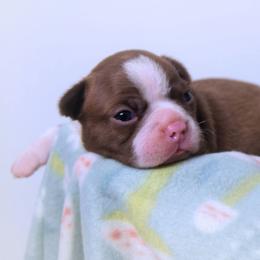 Baby Chronos - Seal and white male Boston Terrier puppy in Kingsport, Tennessee from Sleepwalker Bostons