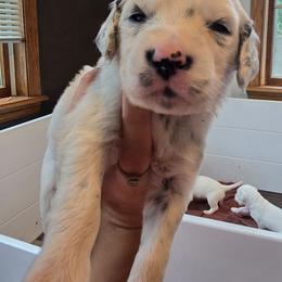 Rumor - White and black male Dalmatian puppy in Janesville, Wisconsin from Legacy Dalmatians