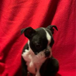 Goose - Black and white male Boston Terrier puppy in Mc Donough, Georgia from Boston Babies