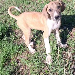 Aspen - Merle female Great Dane puppy in Cunningham, Kansas from Garden Grove Great Danes