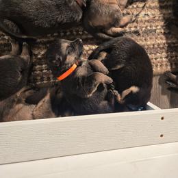 Boy 3 - Sable male German Shepherd puppy in Oconomowoc, Wisconsin from Vom Haus Borchardt GSD Kennels