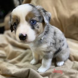 Miniature Australian Shepherd Puppies from 4J Aussies