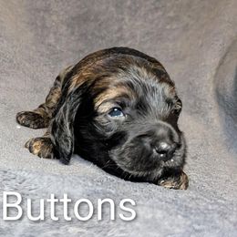 Buttons - Black and tan male Cockapoo puppy in Sunset, Louisiana from Cano Cockapoos