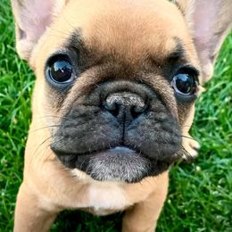 French Bulldogs and Rhodesian Ridgebacks from Diamonds In The Ruff Kennels