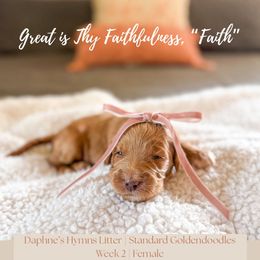 Faith - Apricot female Goldendoodle puppy in Marietta, Georgia from Reece + Co Doodles & Poodles