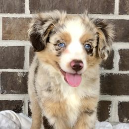 Toy Australian Shepherd Puppies from South Paw Toy Aussies