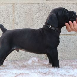 Black collar - Black male Cane Corso puppy in Caliente, California from Rafter Cross 7