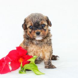 Emmy - Brindle and white female Shihpoo puppy in Mifflintown, Pennsylvania from Curls & Paws Canines