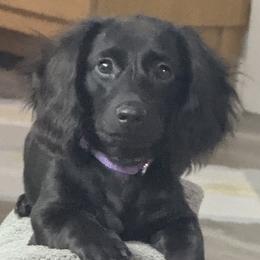 Ashoka or Soka - Dachshund