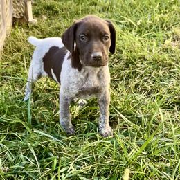Atlas - female German Shorthaired Pointer puppy in Oxford, Ohio from LyonHeart