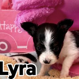 Lyra - White black and tan female Papillon puppy in Marion, South Carolina from Runway Papillons