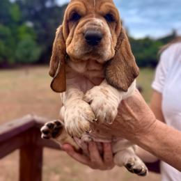 Walter - Mahogany and white male Basset Hound puppy in Springfield, Missouri from Baylee’s Bassets